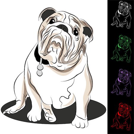 simsearch:400-04843795,k - An image of a bulldog with tag. Stockbilder - Microstock & Abonnement, Bildnummer: 400-04897313