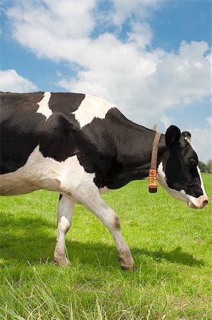 black with white frisian cow in a dutch meadow Stock Photo - Budget Royalty-Free & Subscription, Code: 400-04897324