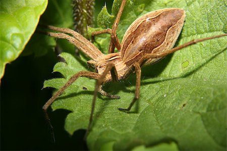 simsearch:400-04824887,k - Nursery web spider (Pisaura mirabilis) on a leaf Stock Photo - Budget Royalty-Free & Subscription, Code: 400-04897336