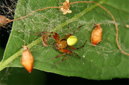 Cucumber green spider (Araniella cucurbitina) - male on a leaf Foto de stock - Super Valor sin royalties y Suscripción, Código: 400-04897338