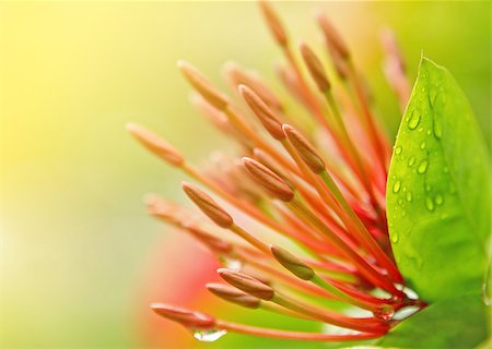 simsearch:400-04836338,k - red flower stamen close up at day Photographie de stock - Aubaine LD & Abonnement, Code: 400-04897379