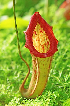 pitcher and catcher - Nepenthe tropical carnivore plant Stock Photo - Budget Royalty-Free & Subscription, Code: 400-04897408