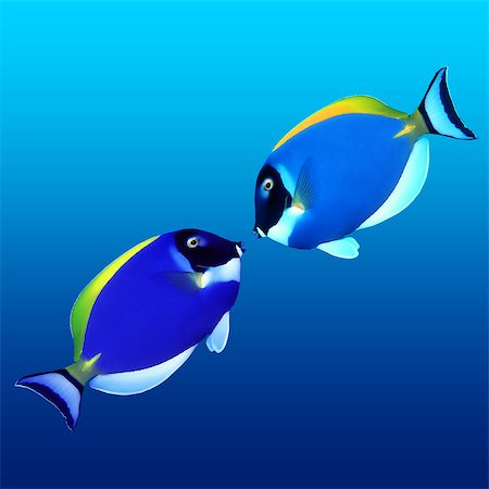 simsearch:400-07524567,k - 2 Exotic Fishes Stock Photo - Budget Royalty-Free & Subscription, Code: 400-04897414
