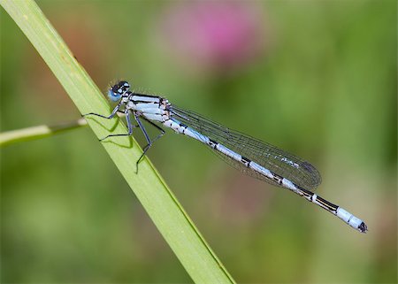 damselfly - Common Blue Damselfly perched on a grass stem Stock Photo - Budget Royalty-Free & Subscription, Code: 400-04897467