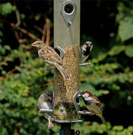 House Sparrows on garden feeder Foto de stock - Super Valor sin royalties y Suscripción, Código: 400-04897540