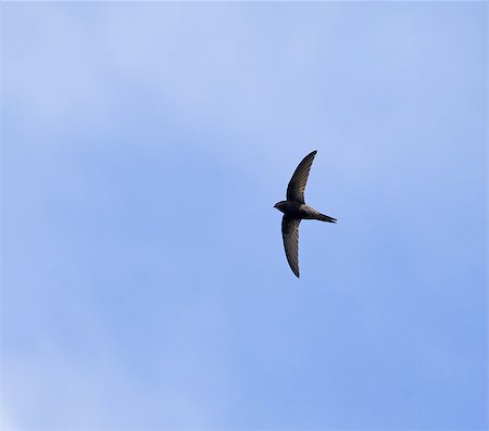 suerob (artist) - Summer migrant fast-flying Common Swift against sky. Swifts land only during the breeding season. Foto de stock - Super Valor sin royalties y Suscripción, Código: 400-04897631