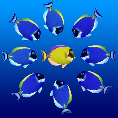 simsearch:400-07524567,k - School of Exotic Fishes Stock Photo - Budget Royalty-Free & Subscription, Code: 400-04897793