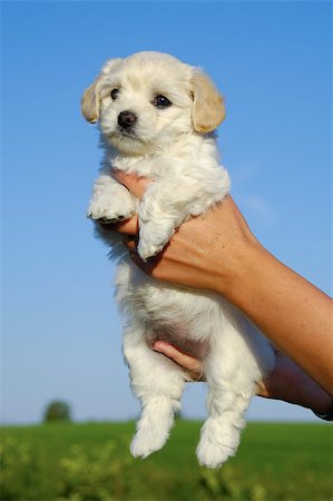 simsearch:400-07303856,k - A person is holding a sweet puppy. Stock Photo - Budget Royalty-Free & Subscription, Code: 400-04897808
