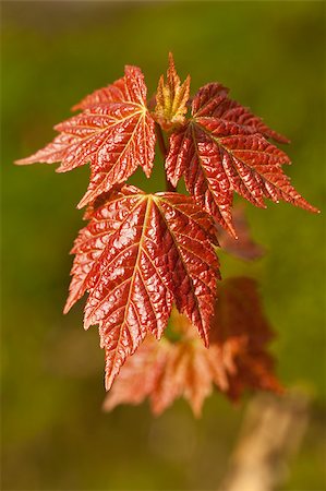 silver maple - leafs of maple(Acer saccharinum)as background Stock Photo - Budget Royalty-Free & Subscription, Code: 400-04897848