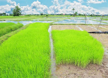 simsearch:400-06077674,k - rice field and blue sky Stock Photo - Budget Royalty-Free & Subscription, Code: 400-04898024