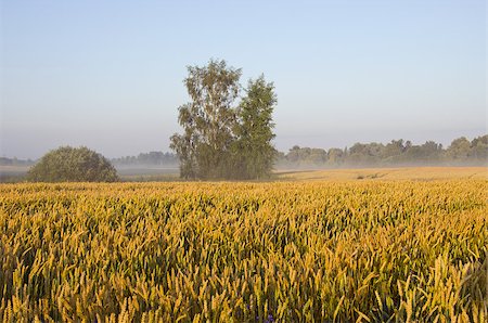 simsearch:400-05297405,k - Agricultural nature view. Few trees surrounded by field of wheat. Foto de stock - Super Valor sin royalties y Suscripción, Código: 400-04898028