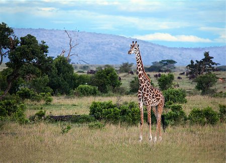 Masai Giraffe on the Masai Mara, Kenya Foto de stock - Royalty-Free Super Valor e Assinatura, Número: 400-04898037
