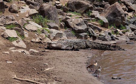 Crocodile with prey on Mara River, Masai Mara, Kenya Photographie de stock - Aubaine LD & Abonnement, Code: 400-04898033