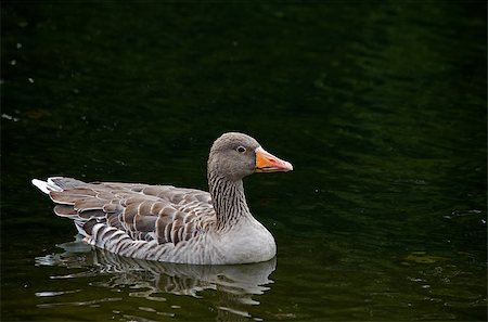 Greylag Goose on lake Photographie de stock - Aubaine LD & Abonnement, Code: 400-04898041