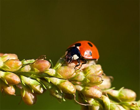 Macro shot of seven spot Ladybird Stock Photo - Budget Royalty-Free & Subscription, Code: 400-04898050