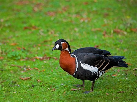 Red-breasted Goose in St. James's Park, London Foto de stock - Super Valor sin royalties y Suscripción, Código: 400-04898067