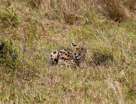 serval - Small wild cat Serval on the Masai Mara Foto de stock - Super Valor sin royalties y Suscripción, Código: 400-04898071