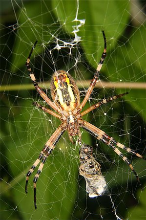 Wasp  spider (Argiope bruennichi) in a cobweb Foto de stock - Super Valor sin royalties y Suscripción, Código: 400-04898120