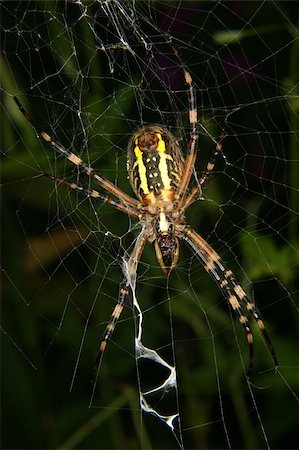 Wasp  spider (Argiope bruennichi) in a cobweb Foto de stock - Super Valor sin royalties y Suscripción, Código: 400-04898122