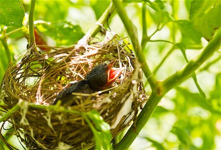 simsearch:400-07302386,k - Baby Robins in a nest wanting the mother bird to come and feed them Photographie de stock - Aubaine LD & Abonnement, Code: 400-04898165