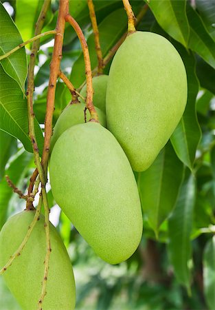 simsearch:400-03963853,k - A Green mango tree with full of fruits Stock Photo - Budget Royalty-Free & Subscription, Code: 400-04898162