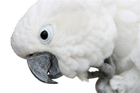 simsearch:400-04448661,k - bird parrot Stock Photo - Budget Royalty-Free & Subscription, Code: 400-04898223