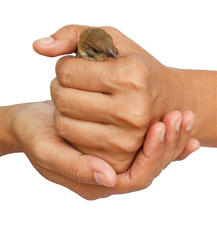 der spatz in der hand - Young sparrow held in woman hands isolated on white background Stockbilder - Microstock & Abonnement, Bildnummer: 400-04898236