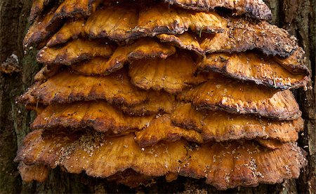 Old giant Sulphur Shelf fungi closeup Stock Photo - Budget Royalty-Free & Subscription, Code: 400-04898354