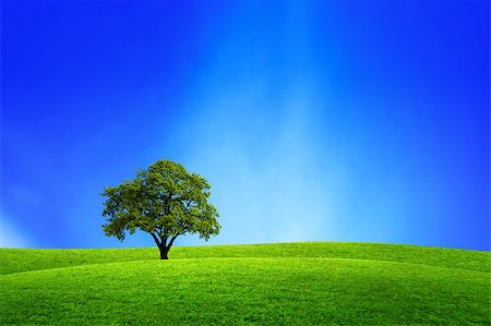 sun over farm field - Oak tree in nature Stock Photo - Budget Royalty-Free & Subscription, Code: 400-04898450