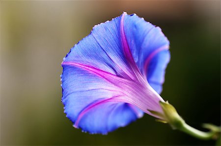 flower of morning glory Photographie de stock - Aubaine LD & Abonnement, Code: 400-04898452