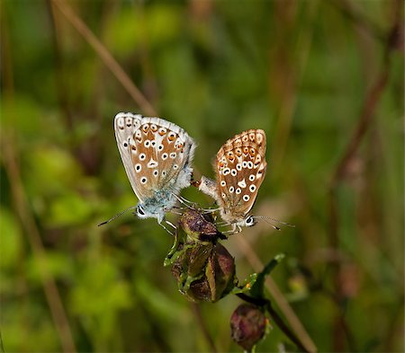 south downs england - Chalkhill Blue Butterflies Mating on South Downs, West Sussex, England Foto de stock - Super Valor sin royalties y Suscripción, Código: 400-04898486