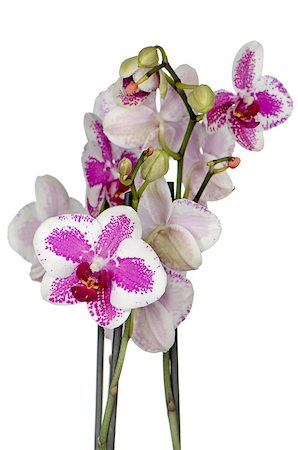 simsearch:400-04806771,k - Purple orchid flower in a pot isolated on white background. Stockbilder - Microstock & Abonnement, Bildnummer: 400-04898539