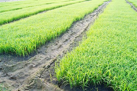 simsearch:400-04212257,k - rice field in the morning Stock Photo - Budget Royalty-Free & Subscription, Code: 400-04898624