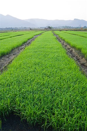 simsearch:400-04212257,k - rice field in the morning Stock Photo - Budget Royalty-Free & Subscription, Code: 400-04898625