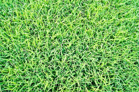 simsearch:400-04212257,k - top view of green grass in the morning Stock Photo - Budget Royalty-Free & Subscription, Code: 400-04898626