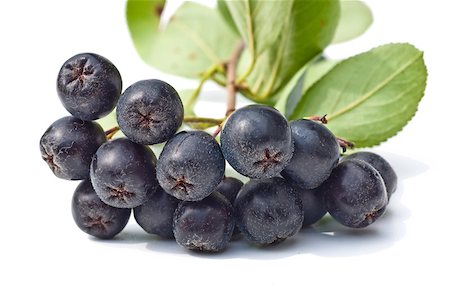 black chokeberry,Aronia melanocarpa Photographie de stock - Aubaine LD & Abonnement, Code: 400-04898632