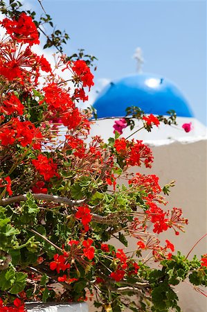 simsearch:400-04898640,k - Beautiful red geranium flowers with blue dome of church in background in Thira, Santorini, Greece Foto de stock - Super Valor sin royalties y Suscripción, Código: 400-04898640