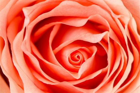 simsearch:400-05104344,k - Orange rose flower background, top view closeup. Foto de stock - Super Valor sin royalties y Suscripción, Código: 400-04898888