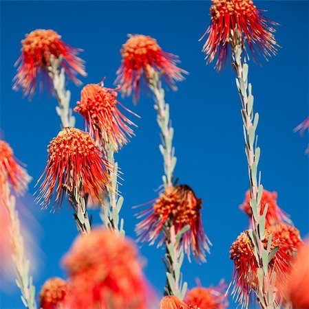 Red Desert plant in South Africa against a blue sky - Square Stock Photo - Budget Royalty-Free & Subscription, Code: 400-04898945