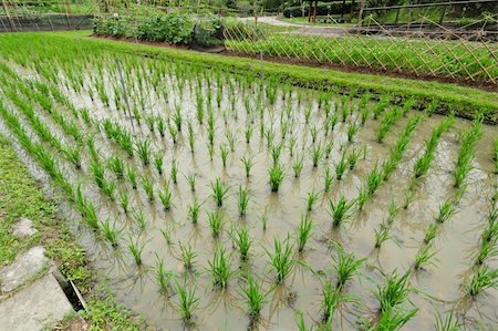 simsearch:400-04740132,k - rice field Stock Photo - Budget Royalty-Free & Subscription, Code: 400-04899214
