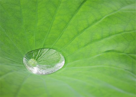simsearch:400-04617126,k - Drop water on Lotus leaf Fotografie stock - Microstock e Abbonamento, Codice: 400-04899239