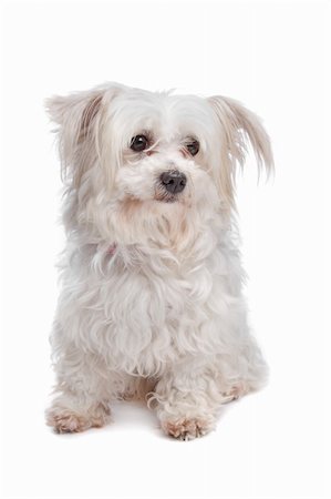 mixed breed dog in front of a white background Stock Photo - Budget Royalty-Free & Subscription, Code: 400-04899388