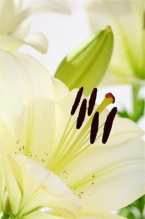 simsearch:700-03298905,k - White flower closeup of day lilies. Stockbilder - Microstock & Abonnement, Bildnummer: 400-04899478