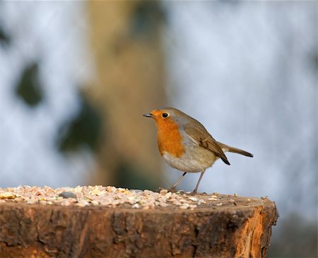 suerob (artist) - European Robin with seed Stock Photo - Budget Royalty-Free & Subscription, Code: 400-04899493