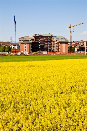 simsearch:400-05074551,k - Field of yellow flowers in spring season close to the border of the city Foto de stock - Royalty-Free Super Valor e Assinatura, Número: 400-04899550