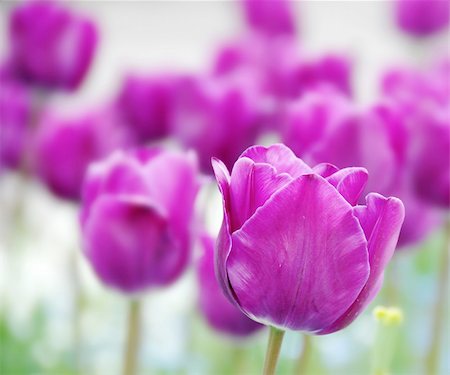 simsearch:700-00551010,k - purple  tulips natural floral backgrounds outdoor Stock Photo - Budget Royalty-Free & Subscription, Code: 400-04899659