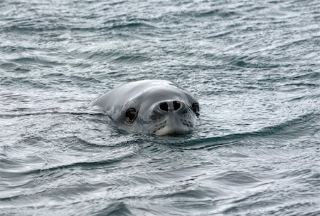 southern elephant seal - southern elephant seal swims Stock Photo - Budget Royalty-Free & Subscription, Code: 400-04899708