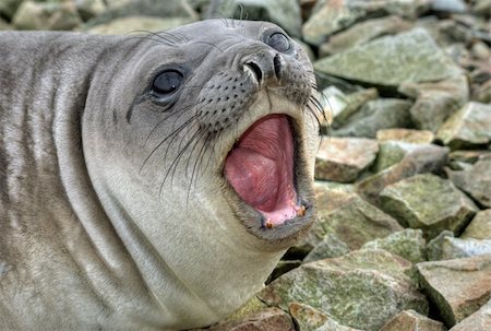 pilipenkod (artist) - southern elephant seal shouts Stock Photo - Budget Royalty-Free & Subscription, Code: 400-04899709