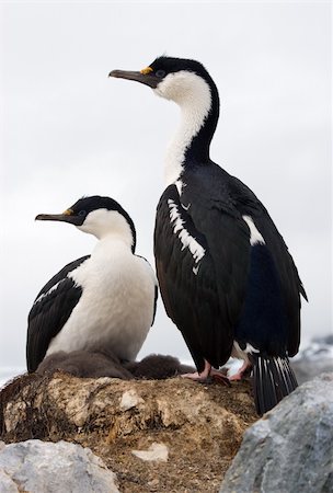 Two Antarctic blue-eyed cormorant sitting on a rock Stock Photo - Budget Royalty-Free & Subscription, Code: 400-04899701