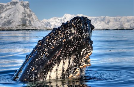 whale close to iceberg in Antarctica Stock Photo - Budget Royalty-Free & Subscription, Code: 400-04899702